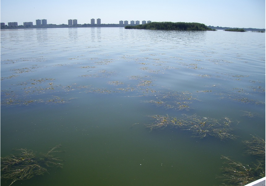 <i>Myriophyllum spicatum</i> en la Albufera, en junio del año 2018.